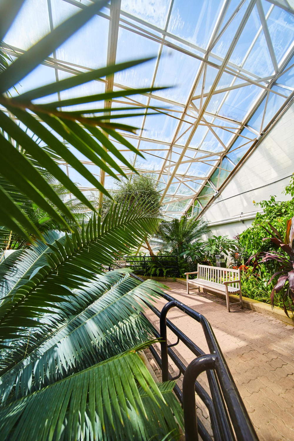Rainforest greenhouse with bench path and glass roof
