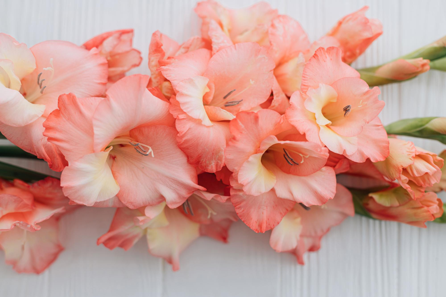 beautiful gladiolus flowers