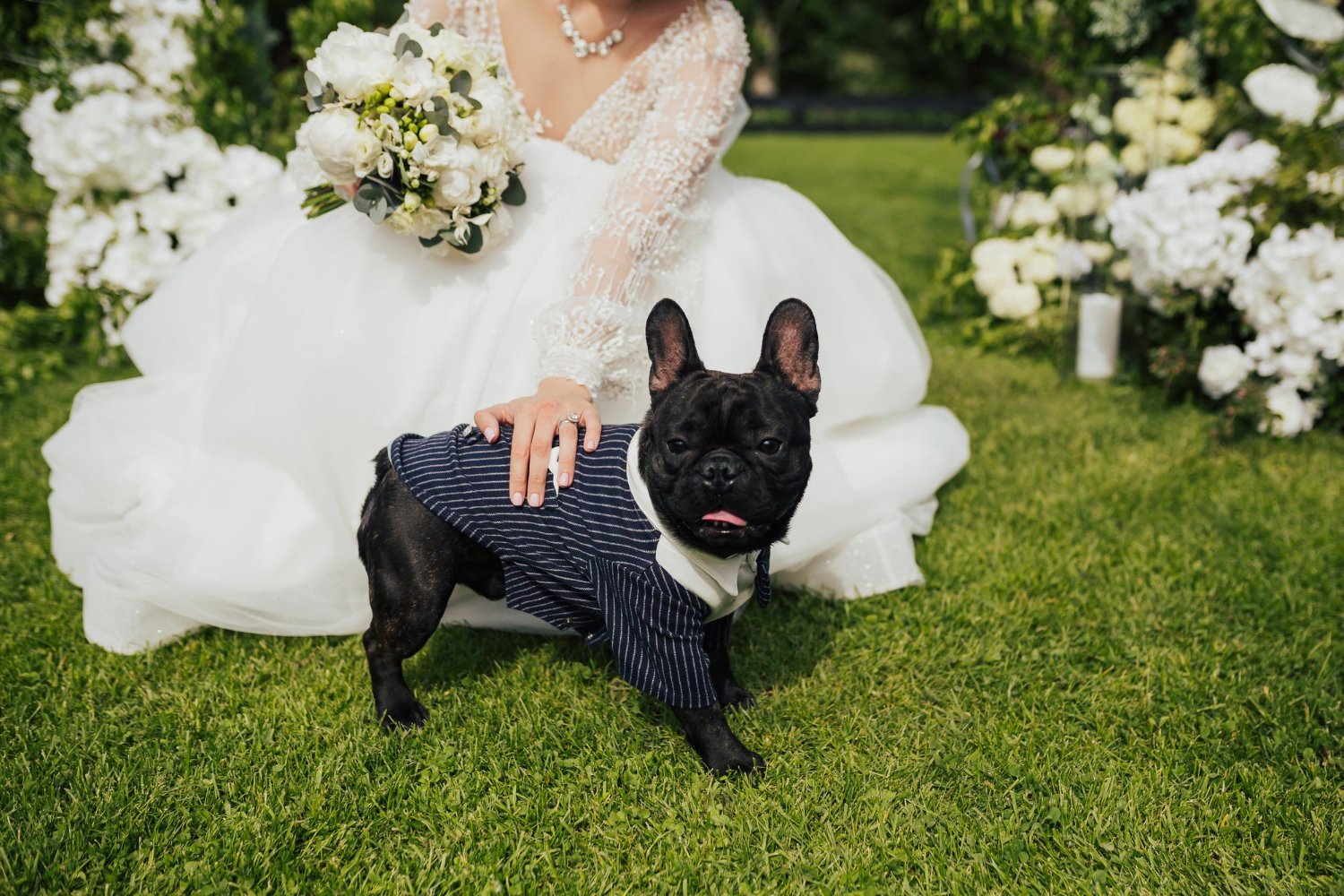  bride is touching her french bulldog dressed in a tuxedo for wedding ceremony