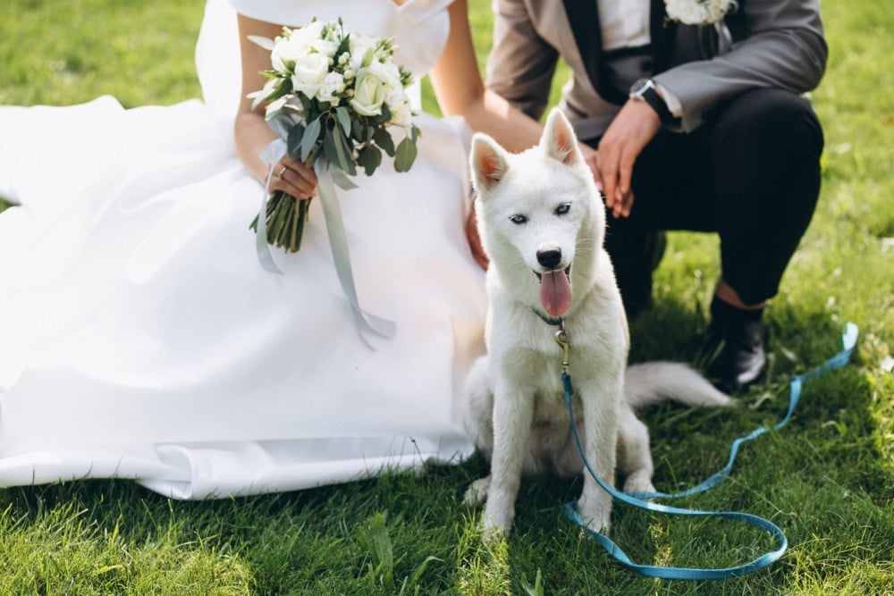 Can a dog be a witness for a wedding ?